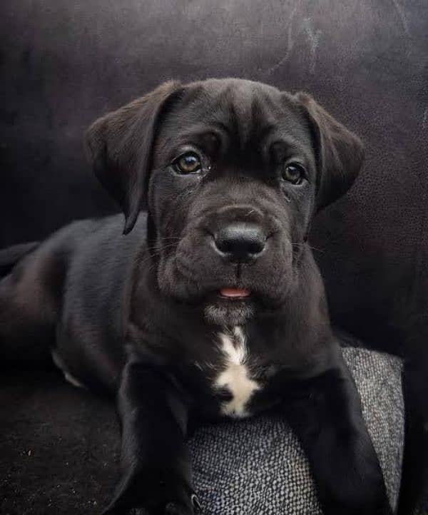 cane Corso puppies available looking for a new home 1