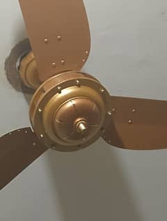 fan