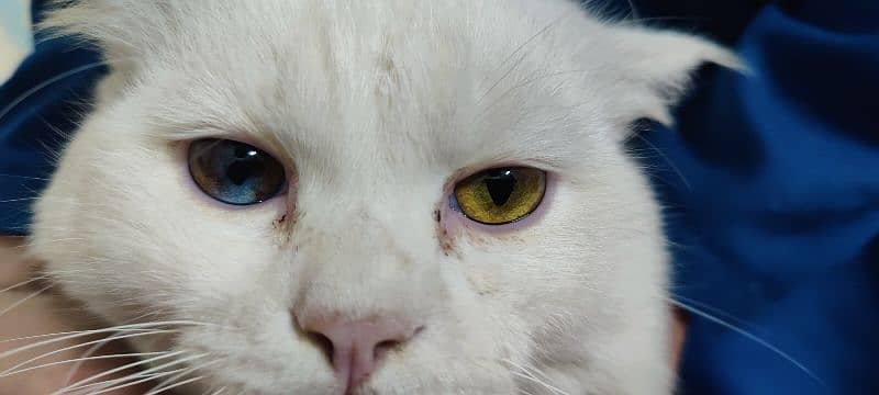 white Persian male cat multi eyes 0