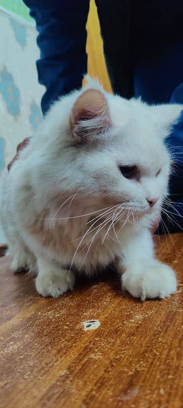 white Persian male cat multi eyes 1