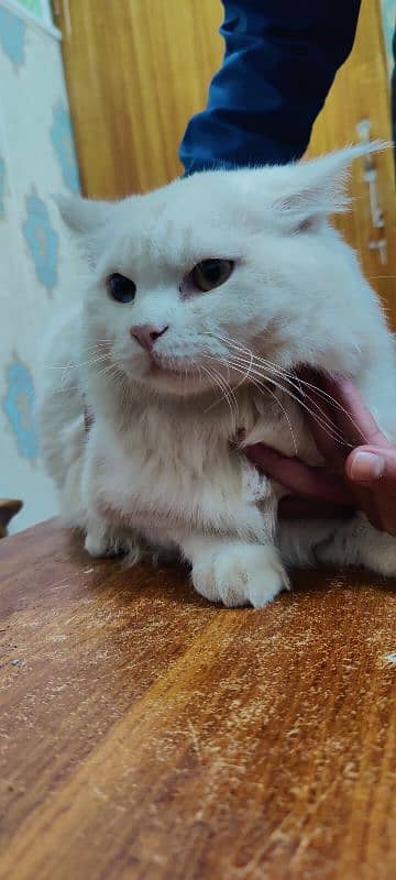 white Persian male cat multi eyes 2