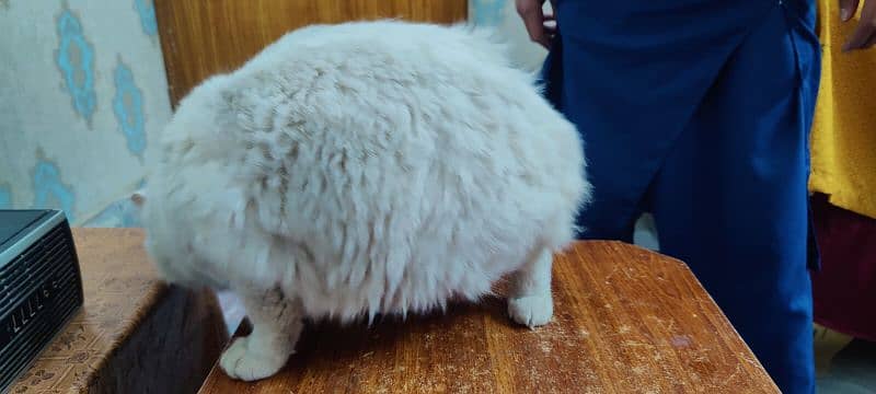 white Persian male cat multi eyes 4