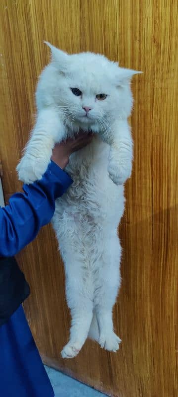 white Persian male cat multi eyes 5