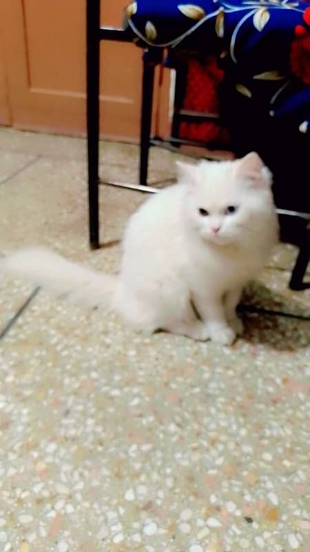 Persian White Cat Odd Eyes Male 7 Months Age 0