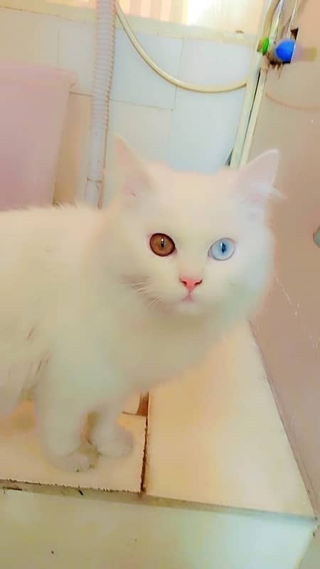 Persian White Cat Odd Eyes Male 7 Months Age 4