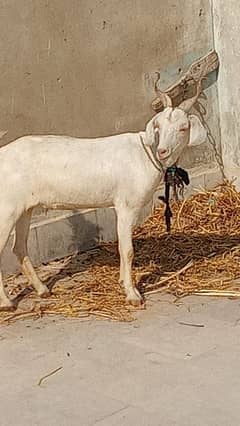 bakri