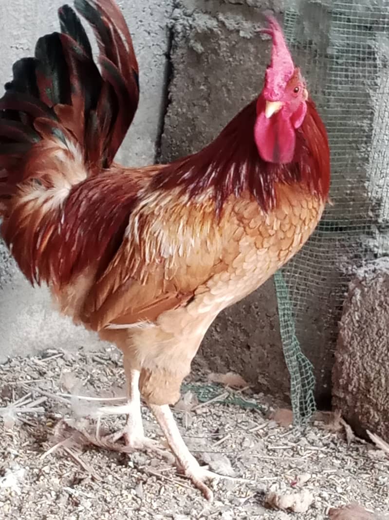 Hen for sale in Malir Karachi 0