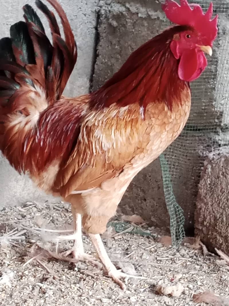 Hen for sale in Malir Karachi 1