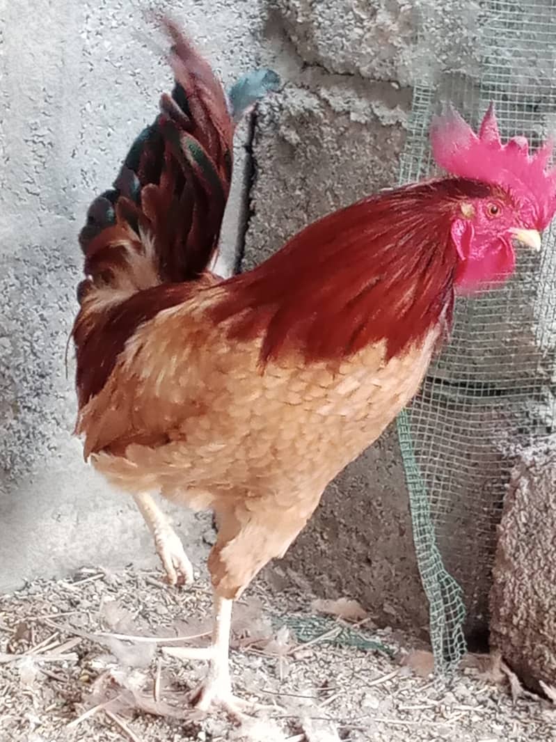 Hen for sale in Malir Karachi 2