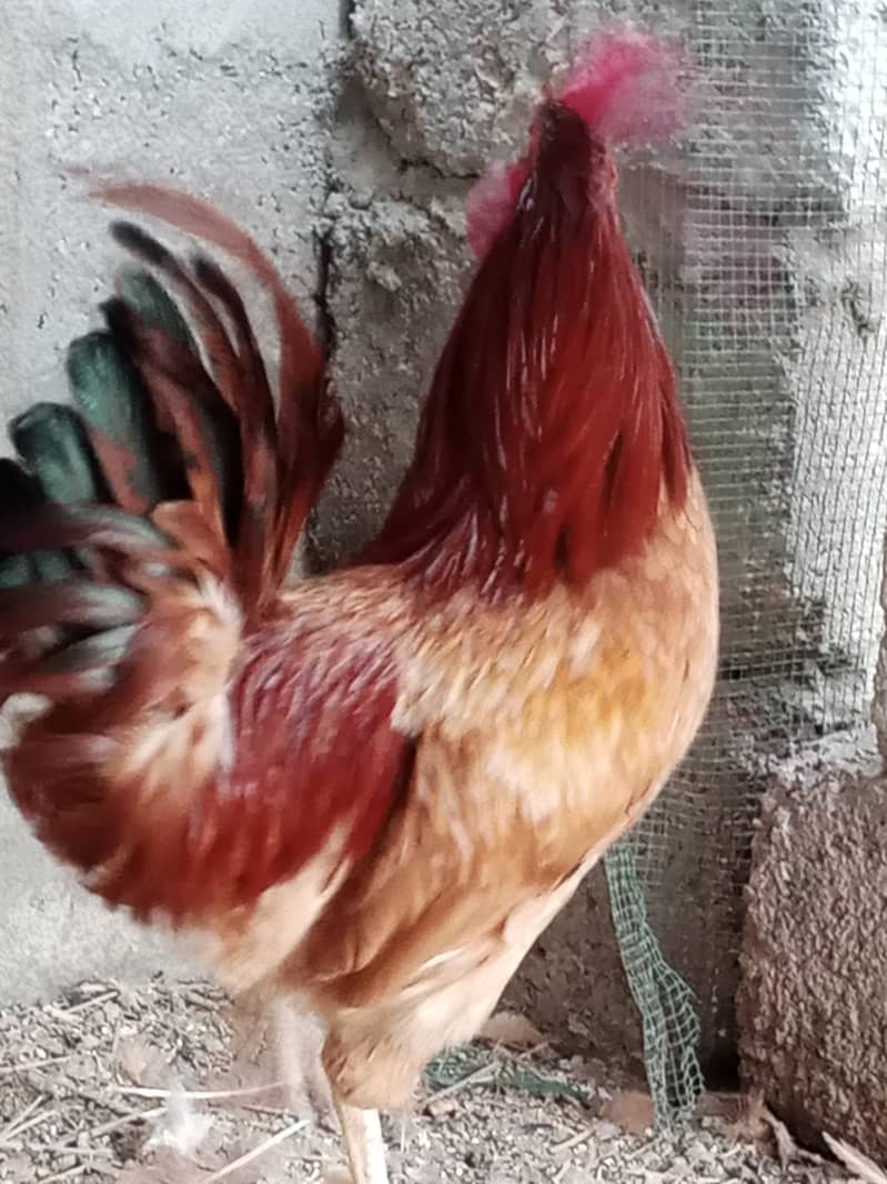 Hen for sale in Malir Karachi 3