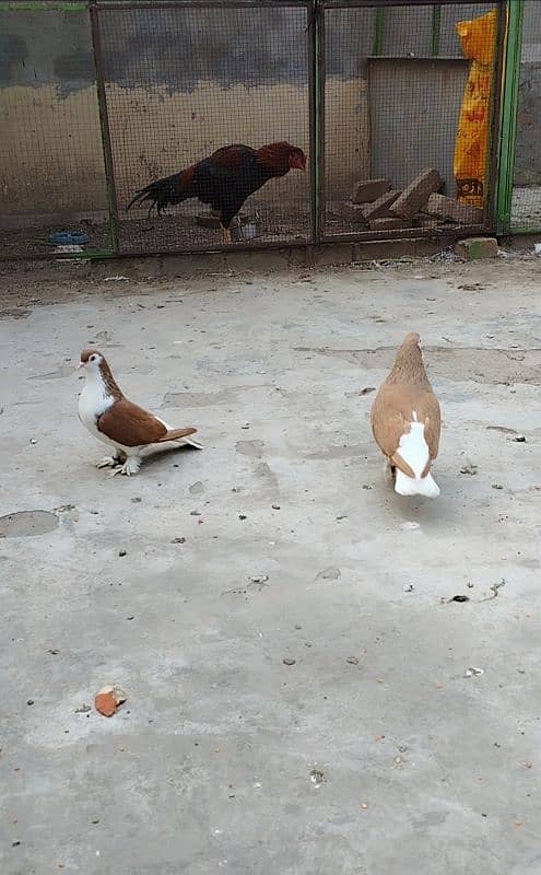 Brown/Red Sherazi Breeder Pair 0