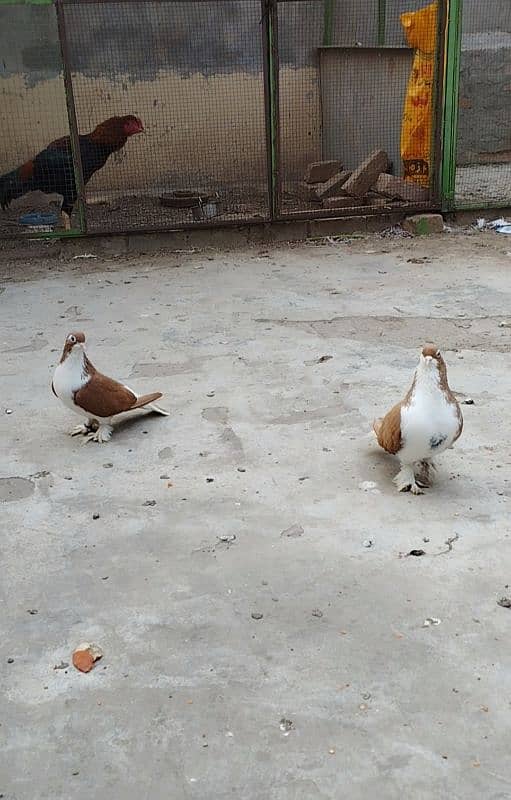 Brown/Red Sherazi Breeder Pair 1