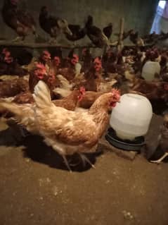 lohmann brown egg production 95%