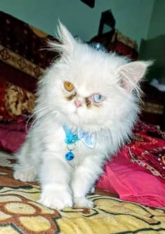 Persian kitten with odd eyes and punch face