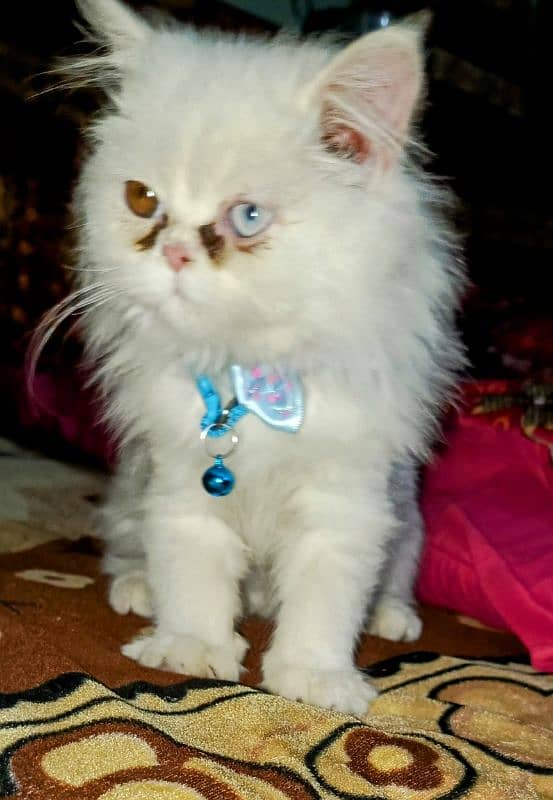 Persian kitten with odd eyes and punch face 1