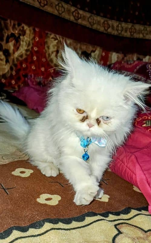 Persian kitten with odd eyes and punch face 2