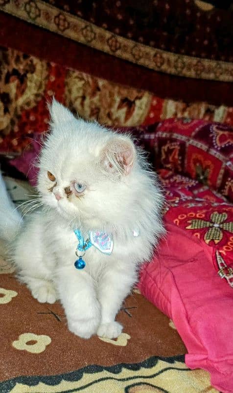 Persian kitten with odd eyes and punch face 5