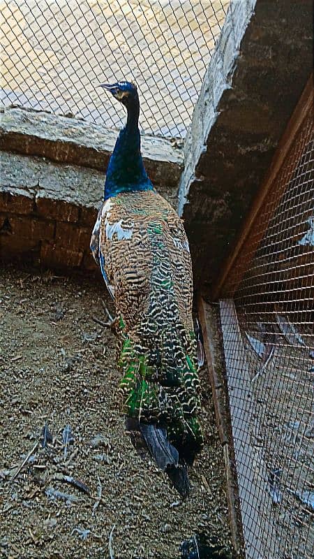 Camue And Pied Peacocks  Breeder Males 0