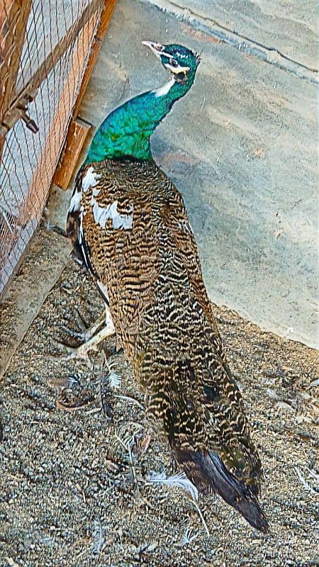 Camue And Pied Peacocks  Breeder Males 1