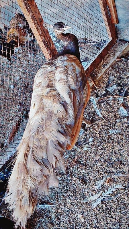 Camue And Pied Peacocks  Breeder Males 5