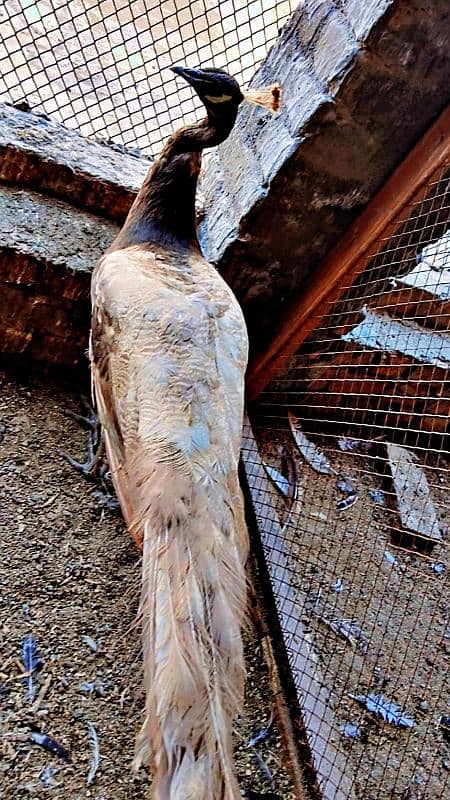 Camue And Pied Peacocks  Breeder Males 6