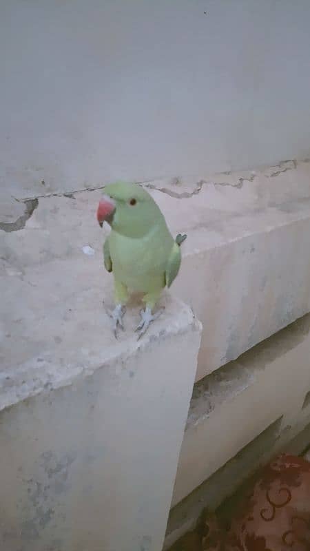 Indian green parrot 0