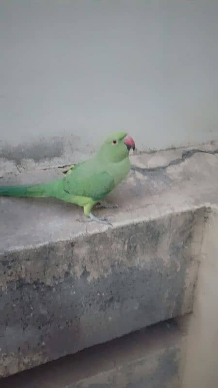 Indian green parrot 1