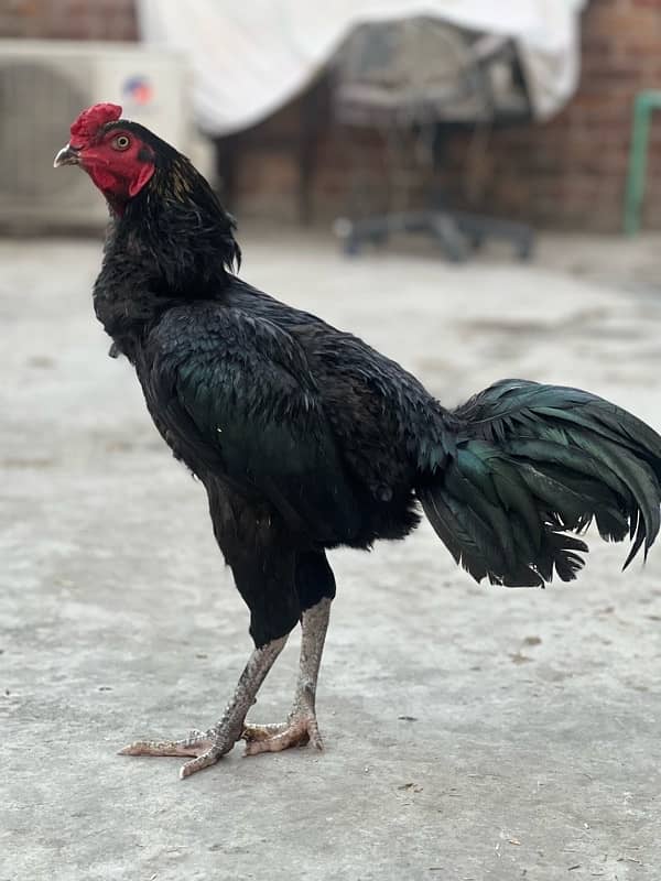 jawa and black aseel breeder male for sale 2