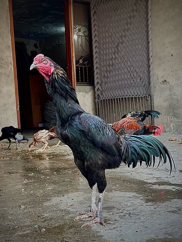 jawa and black aseel breeder male for sale 5