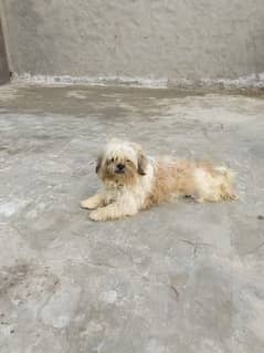 Shih Tzu male for sale