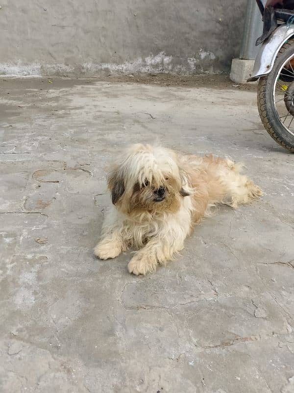 Shih Tzu male for sale 1