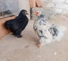 moltted bantam male black bantam female