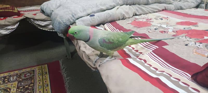 Raw Parrot 0