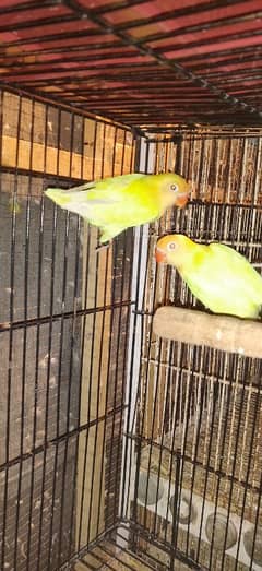 love bird breeder pair