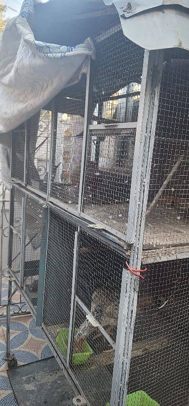 solid cage For sale parrots hens or other pets 0