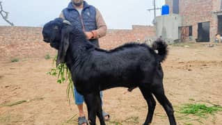 Bakra Goat For sale / Bakra breeder amritsari makhi china