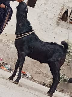 bakri ha