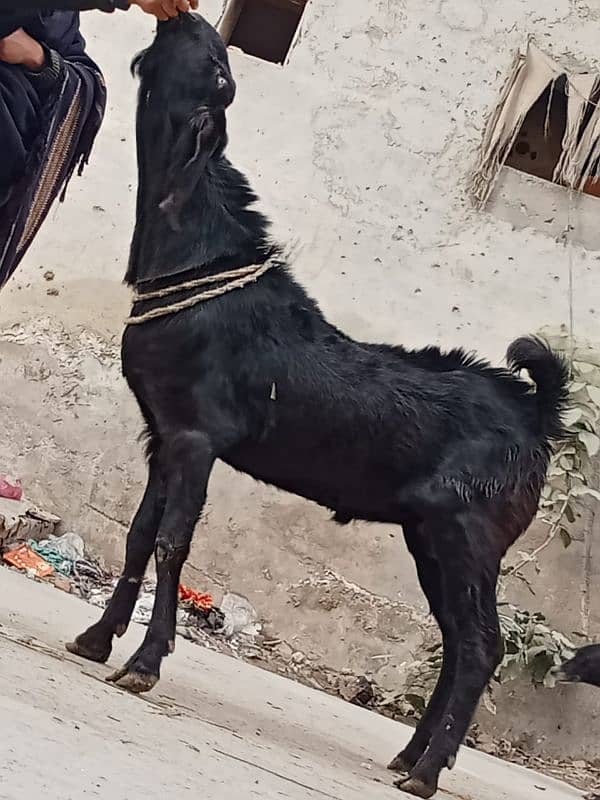 bakri ha 0