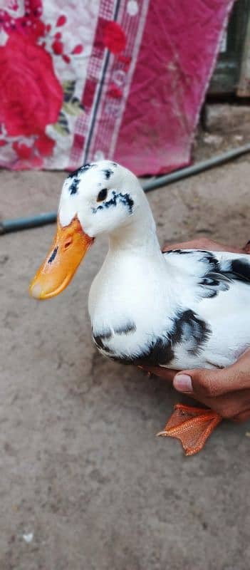 White Duck 0