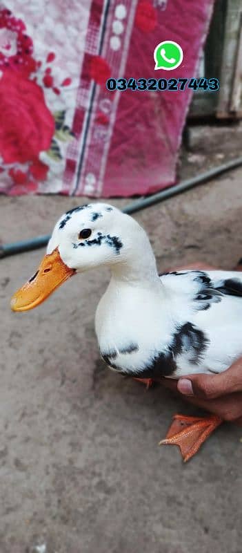 White Duck 1