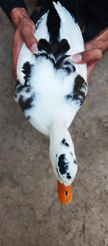 White Duck 2