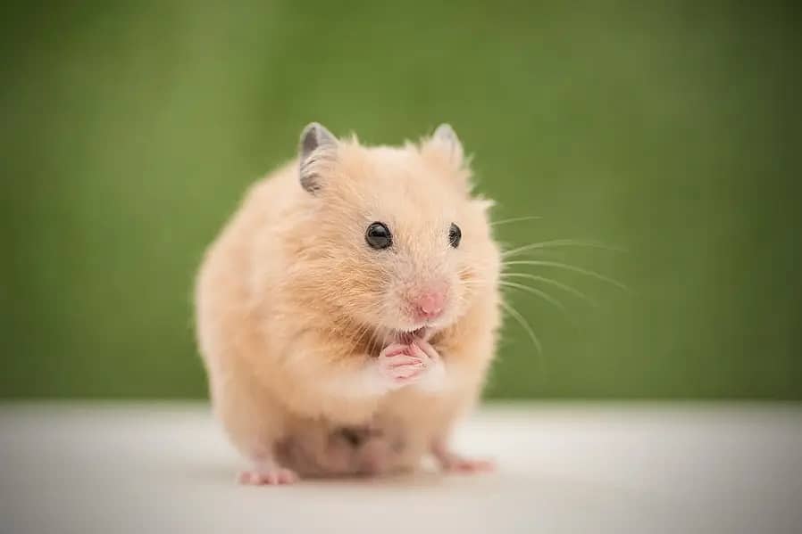 Syrian Baby Hamsters 1