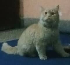 Persian cat Punch face double codet