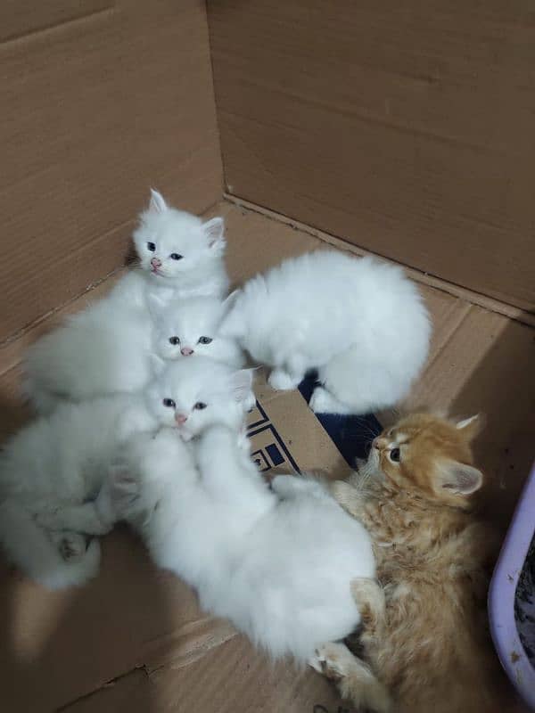 fluffy Persian kittens long coated. 1