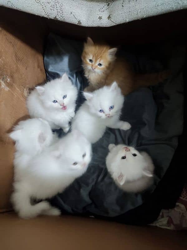 fluffy Persian kittens long coated. 2