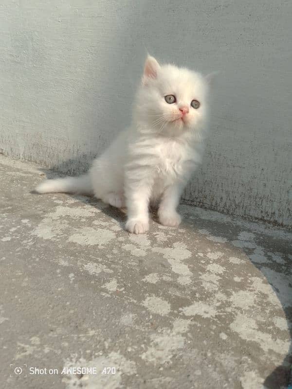 fluffy Persian kittens long coated. 4