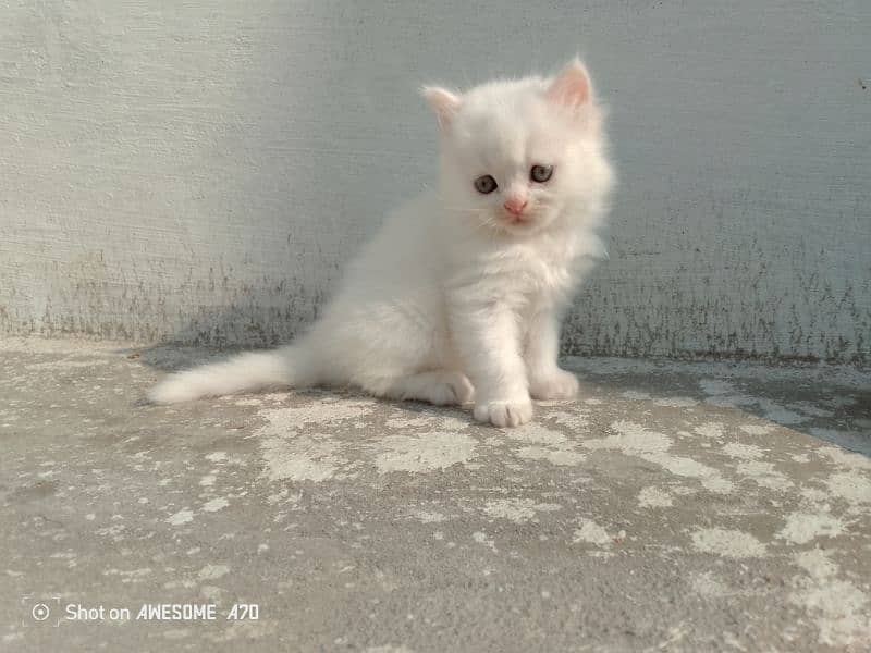 fluffy Persian kittens long coated. 5