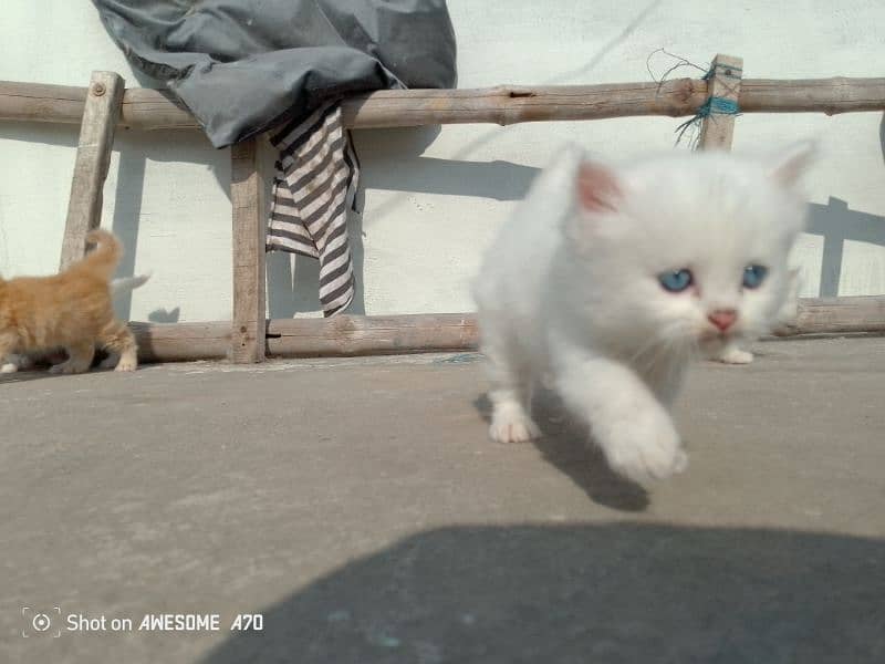 fluffy Persian kittens long coated. 6