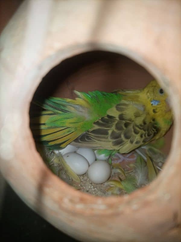 Budgie Australian Parrot 2