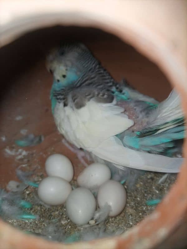 Budgie Australian Parrot 3